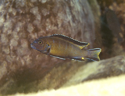 Chindongo sp. 'elongatus mozambique brown' Lumbaulo
